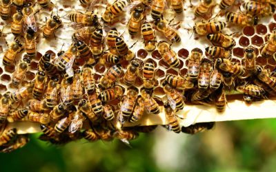 Beseda o včelárstve na Šálke čaju u Albertíny na Košariskách