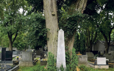V Banskej Bystrici spílili 140-ročnú lipu. Stála na cintoríne pri hrobe básnika Jána Bottu